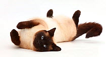 Chocolate point cat rolling playfully.
