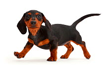 Black-and-tan Dachshund puppy walking.