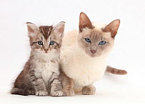 Silver tabby kitten with his Birman-cross mother.