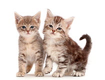Silver tabby kittens.