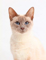 Blue-point Birman-cross cat.