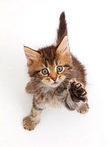Fluffy tabby kitten looking and reaching up.