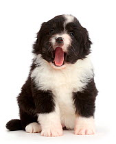 Black-and-white mini American shepherd puppy yawning.