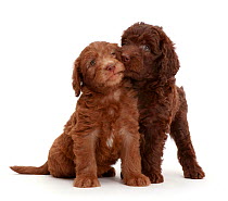 Chocolate labradoodle puppies.