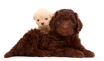 Chocolate and golden labradoodle puppies. These puppies are both age 6 weeks, but the smaller one is a runt.
