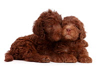 Chocolate Labradoodle puppies.