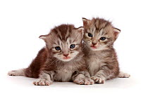 Silver tabby kittens, Freya and Blaze, 2 weeks.