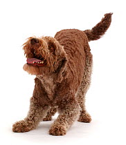 Labradoodle in play-bow.