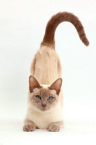 Blue-point Birman-cross cat, arching back to be stroked.
