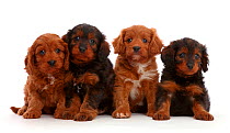 Four Cavapoo puppies, age 7 weeks, sitting.