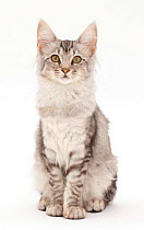 Silver tabby cat, sitting.