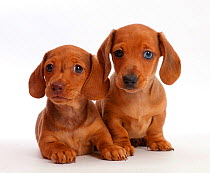 Two Red Dachshund puppies.