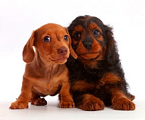 Red Dachshund puppy and Cavapoo puppy.