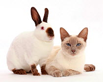 Blue-point Birman-cross cat and Sable point rabbit.