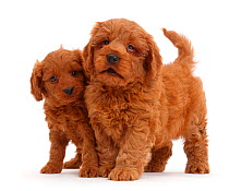 Two red Cavapoo puppies.