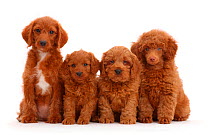 Red Poodle, Goldendoodle, and two Cavapoo puppies sitting in a row