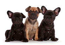 Three French Bulldog puppies,age 6 weeks.