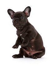 French Bulldog puppy,age 6 weeks, sitting up.