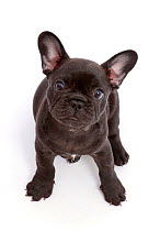 French Bulldog puppy,age 6 weeks, sitting and looking up.