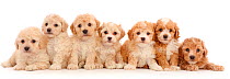 Seven Cavapoochon puppies,age 6 week, sitting in a row.