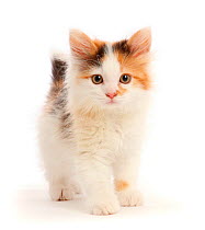 Calico kitten, 9 weeks.