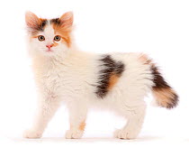 Calico kitten, 9 weeks.