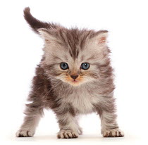 Silver tabby Persian-cross kitten.
