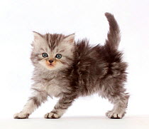 Silver tabby Persian-cross kitten arching back in playful confrontation.
