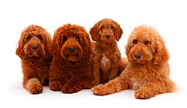 Three Australian Labradoodles adults and a puppy lying in a row.