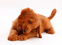 Playful Australian Labradoodle puppy.
