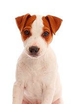 Jack Russell Terrier puppy, Bertie, 11 weeks.