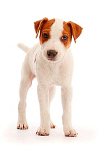 Jack Russell Terrier puppy, Bertie, 11 weeks, standing.