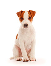 Jack Russell Terrier puppy, Bertie, 11 weeks, sitting.