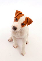 Jack Russell Terrier puppy, Bertie, age 11 weeks, sitting and looking up.