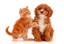 Ginger kitten and Cavapoo puppy.