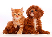 Ginger kitten and Cavapoo puppy.