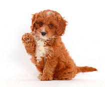 Cute Cavapoo puppy sitting with raised paw.
