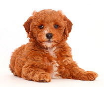 Cavapoo puppy lying with head up.