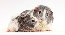 Guinea pig female and baby sharing a blade of grass.