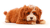 Cavapoo puppy with chin on paw.