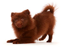 Chocolate brown Pomeranian puppy in play-bow.