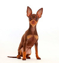 Brown-and-tan Miniature Pinscher puppy, with ears up.