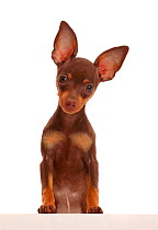 Brown-and-tan Miniature Pinscher puppy, with ears up.