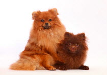 Tan and Brown Pomeranians.