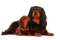 Cavalier King Charles Spaniel and Chocolate Dachshund puppy.