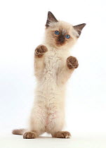 Ragdoll x Siamese kitten, age 7 weeks, standing with paws up.