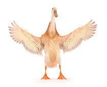 Indian Runner Duck, flapping wings.