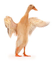 Indian Runner Duck, flapping wings.