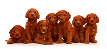 Seven Australian Labradoodle puppies in a row.
