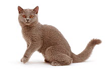 Blue British Shorthair kitten.